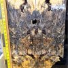 Buckeye Burl guitar and bass top set